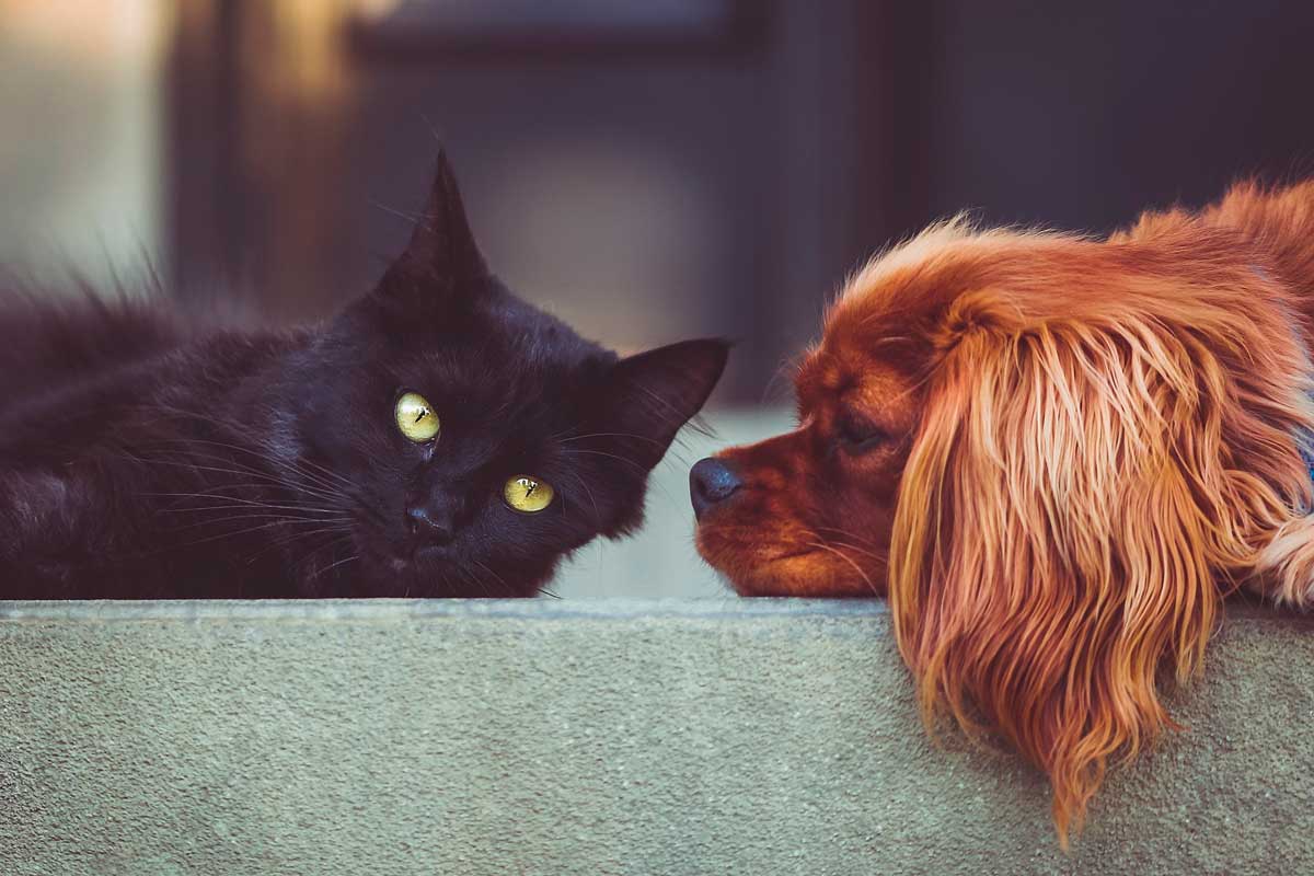 Régimen de visitas de los animales de compañía